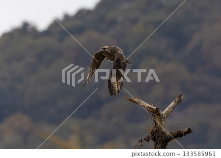 A buzzard jumps out of a dead tree A buzzard jumps out of a dead tree 133585961