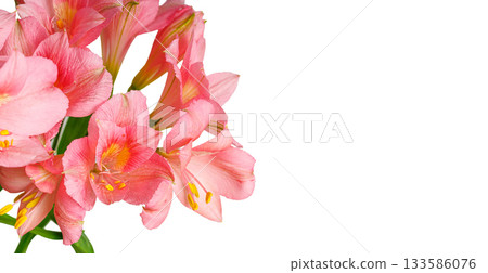 pink alstroemeria flower, Lily of the Incas, in vase on isolated white background pink alstroemeria flower, Lily of the Incas, in vase on isolated white background 133586076