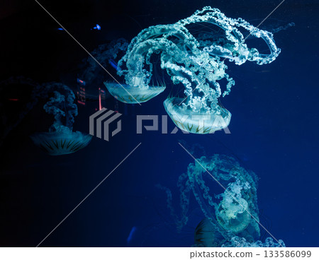 underwater photos of jellyfish chrysaora plocamia south america sea nettle 133586099