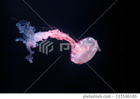underwater photos of purple striped jelly chrysaora colorata 133586100