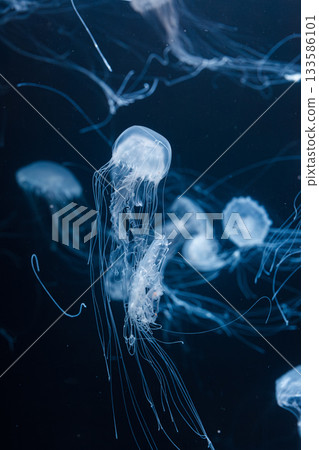 underwater photos of atlantic sea nettle jellyfish chrysaora quinquecirrha 133586101