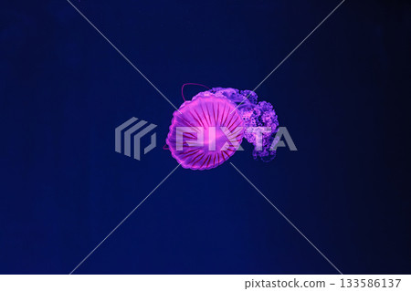 underwater shooting of beautiful Chrysaora hysoscella 133586137