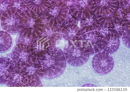 underwater photography jellyfish Cassiopea andromeda, upside down jellyfish underwater photography jellyfish Cassiopea andromeda, upside down jellyfish 133586139
