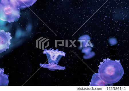 underwater photography jellyfish Cotylorhiza tuberculata, Mediterranean jellyfish underwater photography jellyfish Cotylorhiza tuberculata, Mediterranean jellyfish 133586141