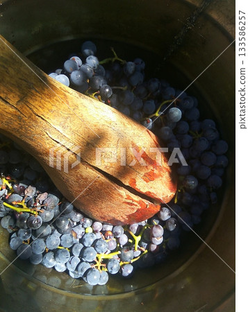 A rustic, sunlit close-up of dark grapes being crushed by a traditional wooden tool A rustic, sunlit close-up of dark grapes being crushed by a traditional wooden tool 133586257