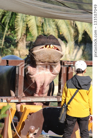Hippopotamus Wakayama Adventure World Feeding Hippopotamus Feeding 133587049