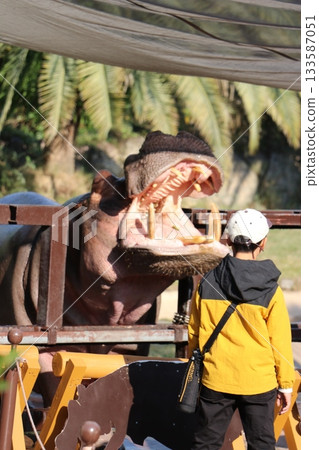 Hippopotamus Wakayama Adventure World Feeding Hippopotamus Feeding 133587051