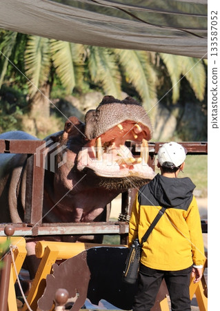 Hippopotamus Wakayama Adventure World Feeding Hippopotamus Feeding Hippopotamus Wakayama Adventure World Feeding Hippopotamus Feeding 133587052