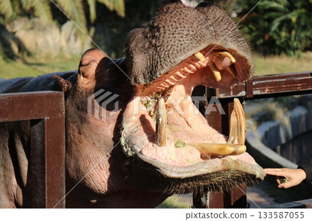 和歌山冒險世界餵河馬 和歌山冒險世界餵河馬 133587055