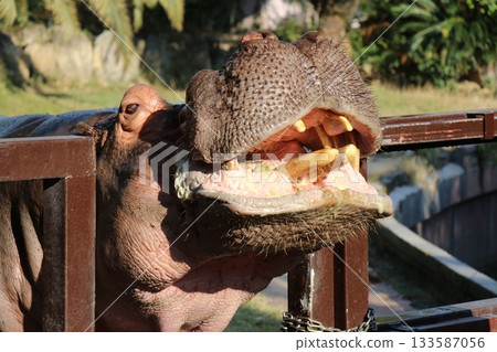 Hippopotamus Wakayama Adventure World Feeding Hippopotamus Feeding 133587056