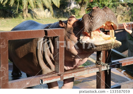 和歌山冒險世界餵河馬 和歌山冒險世界餵河馬 133587059