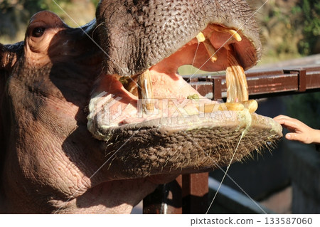 和歌山冒險世界餵河馬 和歌山冒險世界餵河馬 133587060