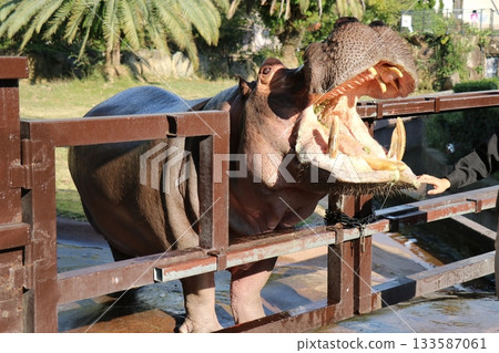Hippopotamus Wakayama Adventure World Feeding Hippopotamus Feeding 133587061