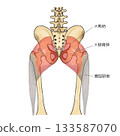 髖關節和臀大肌的位置 133587070