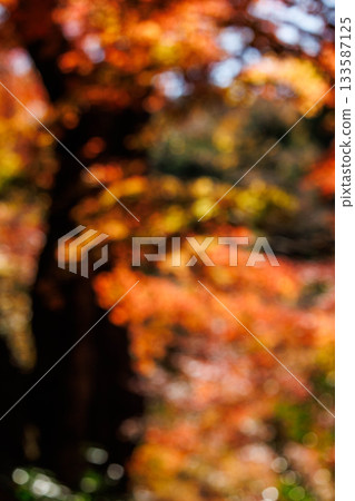 Autumn leaves texture Autumn leaves texture 133587125