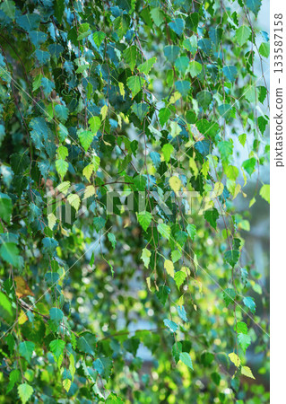Fresh green birch leaves, thin twigs illuminated by soft sunlight, lush spring summer texture. Natural background with birch leaves for eco themes, forest design, nature concepts 133587158