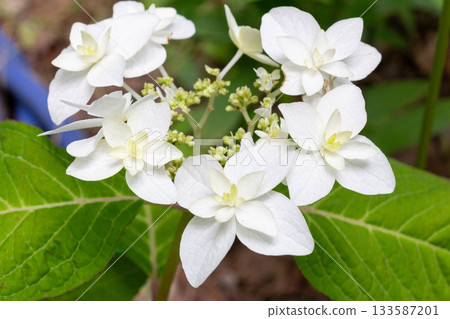 Hydrangea flower [double mountain hydrangea (Yaeyama hydrangea)] 133587201