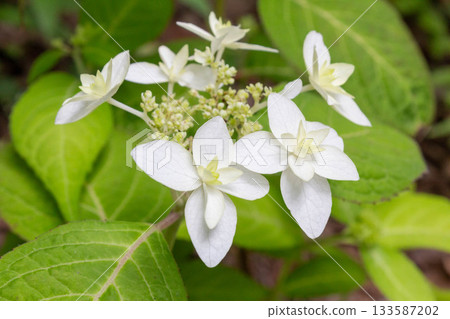 Hydrangea flower [double mountain hydrangea (Yaeyama hydrangea)] 133587202