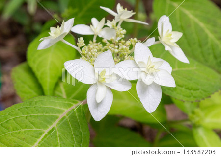 繡球花[重瓣山繡球（八重山繡球）] 133587203