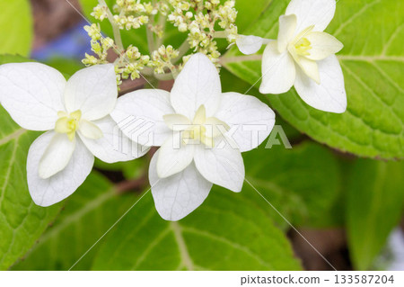 繡球花[重瓣山繡球（八重山繡球）] 133587204