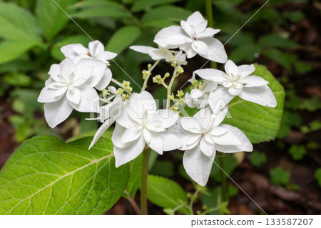 Hydrangea flower [double mountain hydrangea (Yaeyama hydrangea)] 133587207