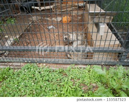 籠子裡的狸貓 133587323