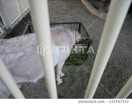 Goat's meal from behind Goat's meal from behind 133587331