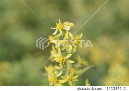 秋季麒麟草 秋季麒麟草 133587342