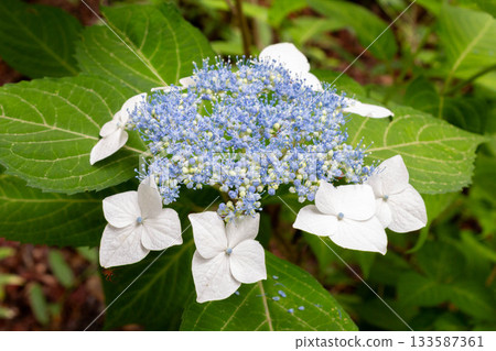 繡球花[白繡球（Shiroamacha）] 133587361