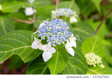 繡球花[白繡球（Shiroamacha）] 133587362