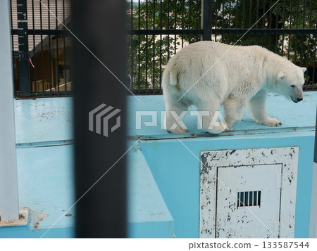 Cute butt polar bear 133587544