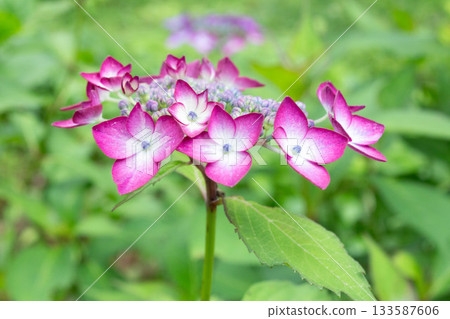 繡球花 [亞洲美人克拉拉] 133587606