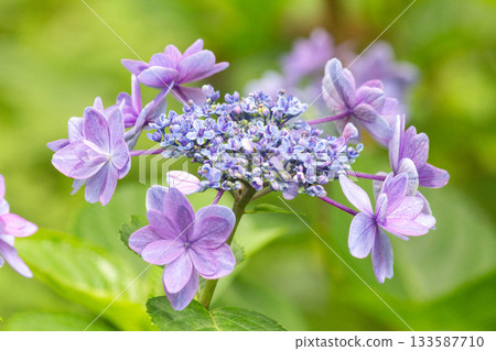 繡球花[小叮噹] 133587710