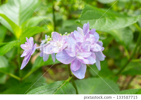 繡球花[小叮噹] 133587715