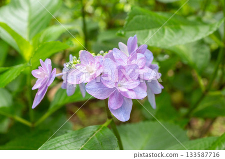 Hydrangea flower [Tinkerbell] 133587716