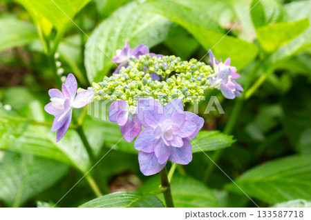 繡球花[小叮噹] 133587718