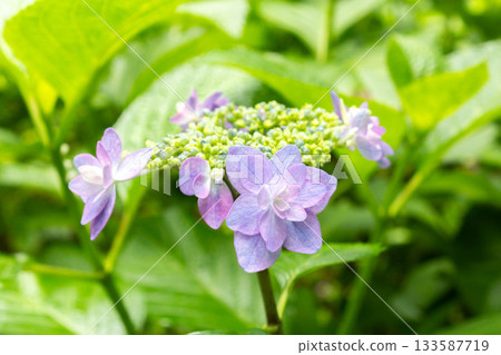 Hydrangea flower [Tinkerbell] 133587719