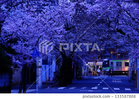 春天，京王線沿線有一條壯觀的櫻花隧道。 133587808