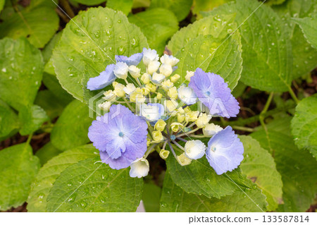 Hydrangea flower [Homigo] 133587814