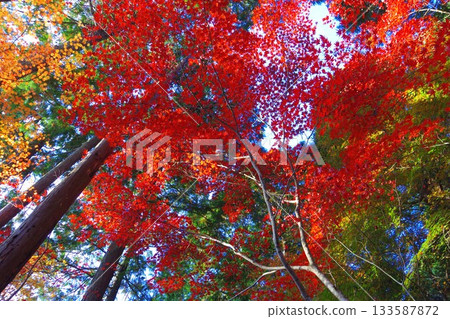 Burning autumn leaves 133587872