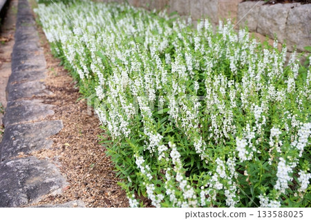 清新的藍花 133588025