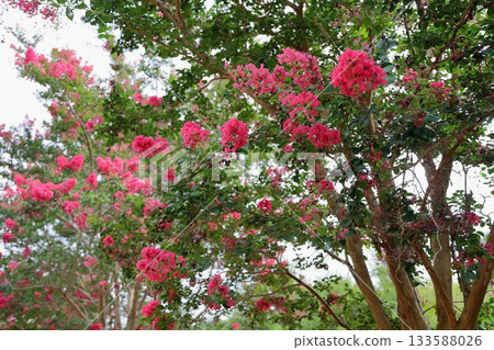 艷麗的紫薇花 艷麗的紫薇花 133588026