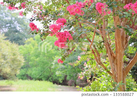 艷麗的紫薇花 133588027