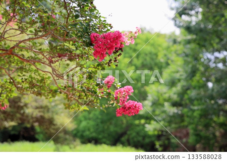 艷麗的紫薇花 133588028