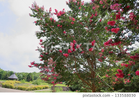 Vivid Crape Myrtle Flowers 133588030