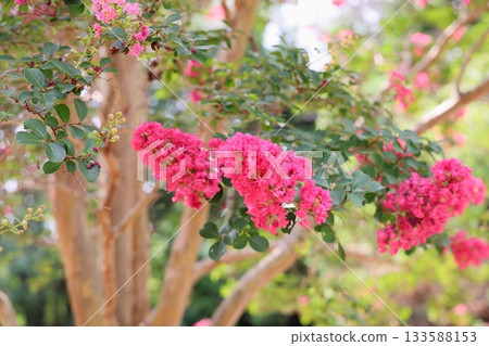 艷麗的紫薇花 133588153