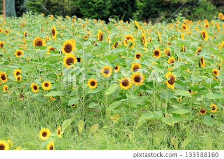 一簇向日葵 133588160