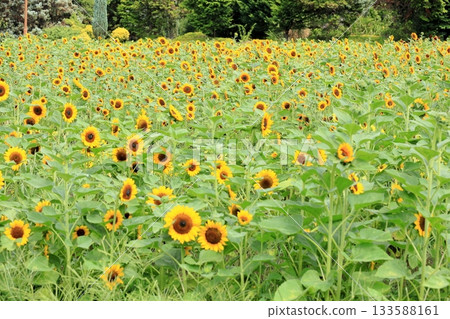 Cluster of sunflowers Cluster of sunflowers 133588161