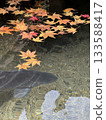 Autumnal leaves and carp 133588417