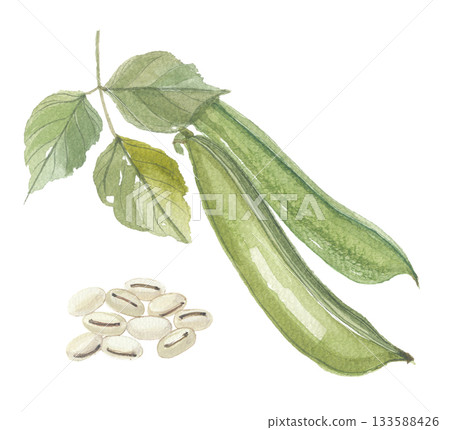 水彩畫描繪了刀豆:豆莢、葉子和豆粒 水彩畫描繪了刀豆:豆莢、葉子和豆粒 133588426